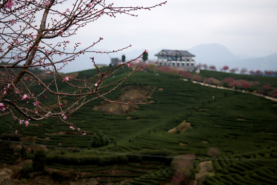 美丽茶园樱花