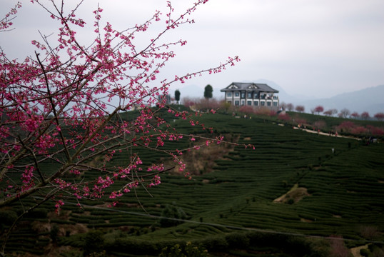 美丽茶园樱花