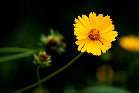 高清黄色金鸡菊微距特写