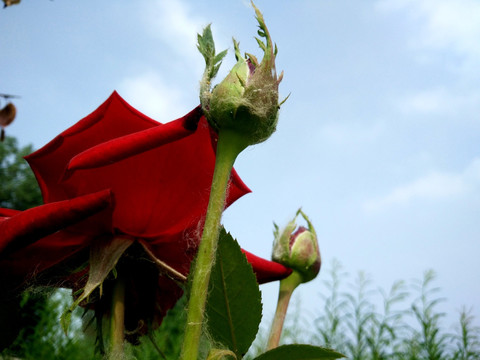 玫瑰花