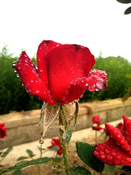 玫瑰花 火红的玫瑰