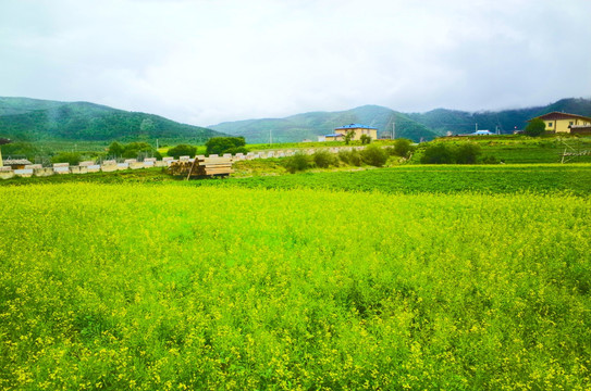 草原 牧场