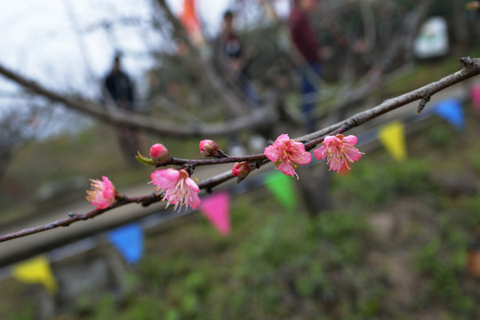 桃花