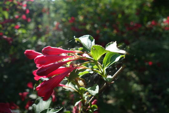 红花锦带
