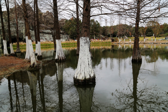 樹木 水中 濕地