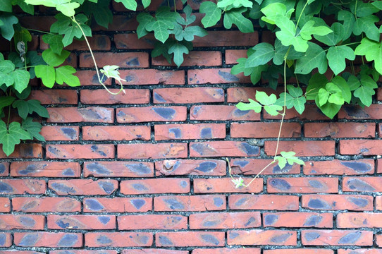 植物砖墙