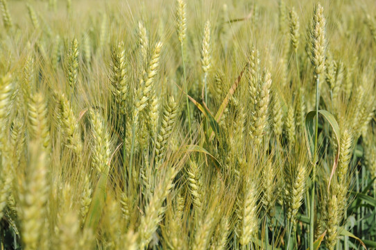 大田里生长的小麦