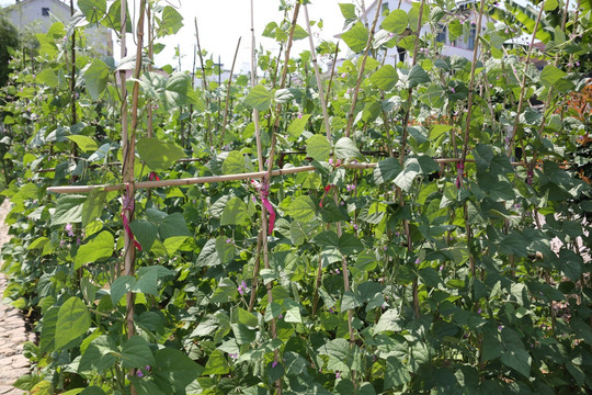 豆角 蔬菜 食品 植物 食物