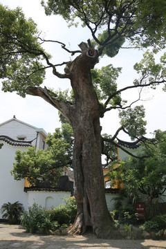 千年香樟树