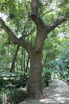 百年香樟树