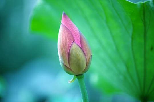 梦幻意境荷花