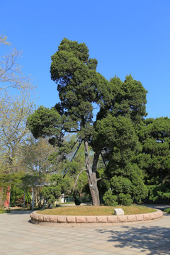 中山公园里的古柏 古柏 柏树