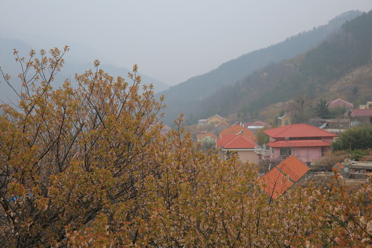 山村 樱桃花开