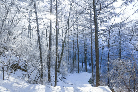 高山雾凇 雾凇雪景