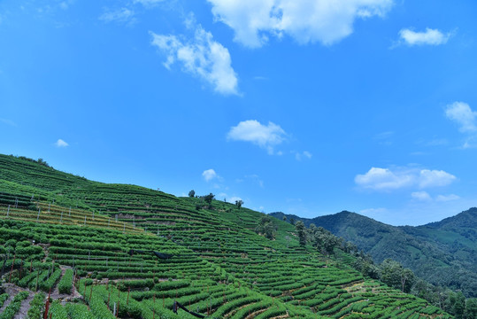 杨梅岭龙井茶生产基地