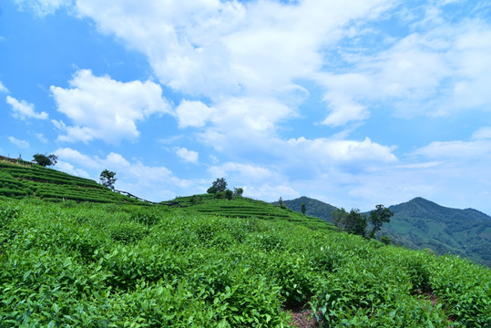 龙井茶山杨梅岭