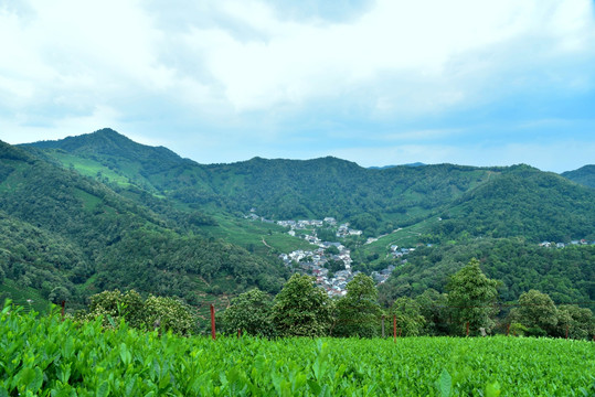 龙井茶山大图