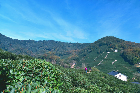 西湖龙井村全景