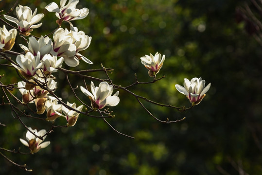 玉兰花