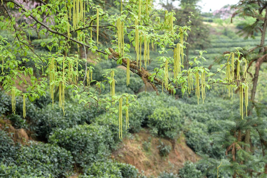 桃花树下生态茶园