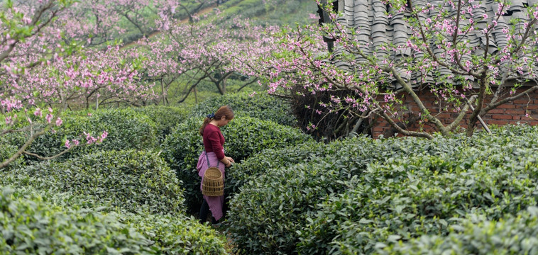 桃花树下生态茶园采茶