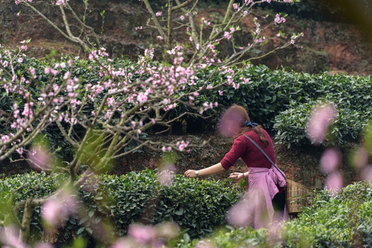 桃花树下生态茶园采茶