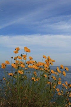 金鸡菊