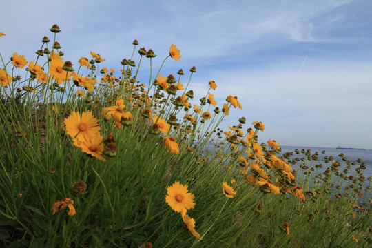 金鸡菊