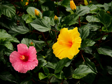 扶桑花 植物 背景 素材