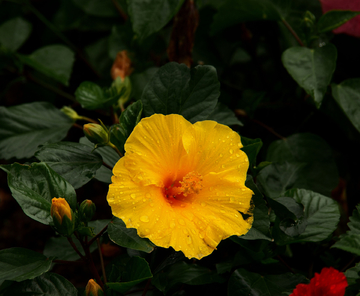 扶桑花 植物 背景 素材