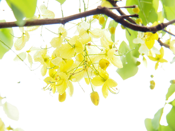 腊肠花 黄链花 背景 素材