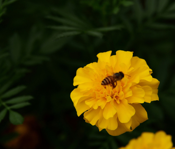 金菊 小蜜蜂 花卉 背景 素材