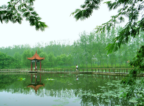 微山湖 湿地 风景