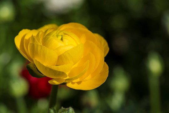 花毛茛花卉