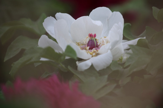 牡丹花开