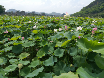 荷花池