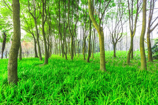 阳光 绿树林 草地