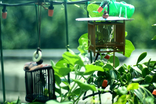 蝈蝈 鸣虫 夏虫 草虫 蓄虫