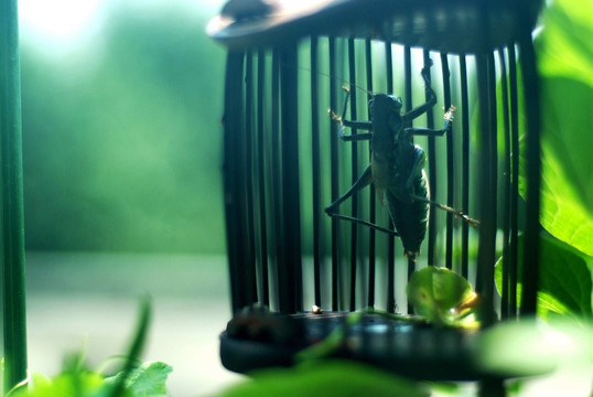 蝈蝈 鸣虫 夏虫 草虫 蓄虫