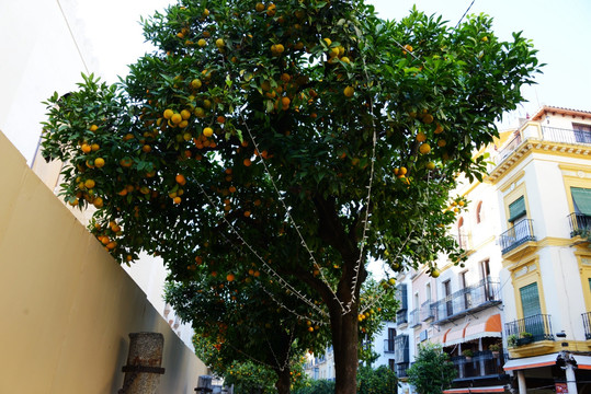橘子 桔子 果树 结果 柑橘