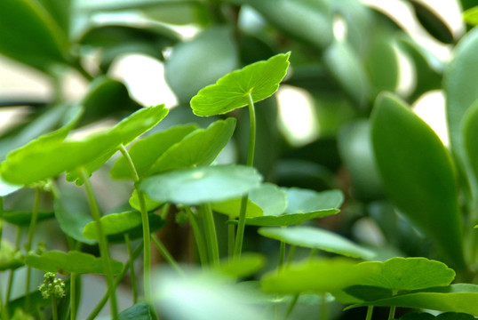 金钱草 铜钱草 水草 叶子 叶