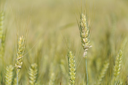 农田里生长的小麦