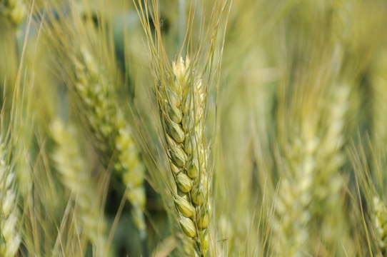 农田里生长的小麦