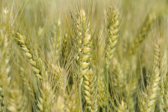 大田里生长的绿色小麦