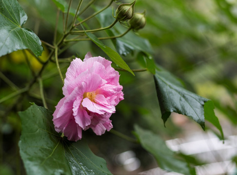 芙蓉花