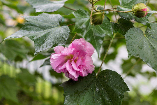 木莲花