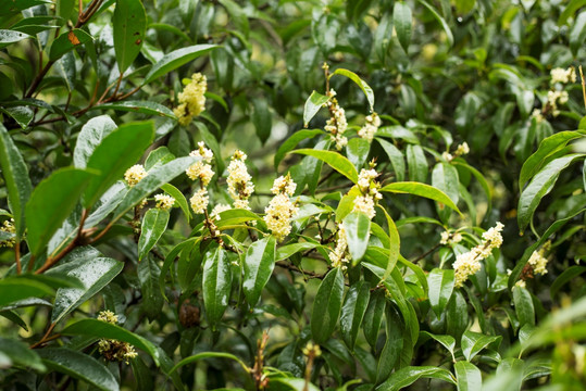 树上的桂花