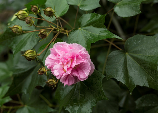 地芙蓉