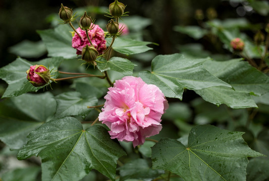 花蕾