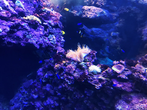 水族馆 海底世界